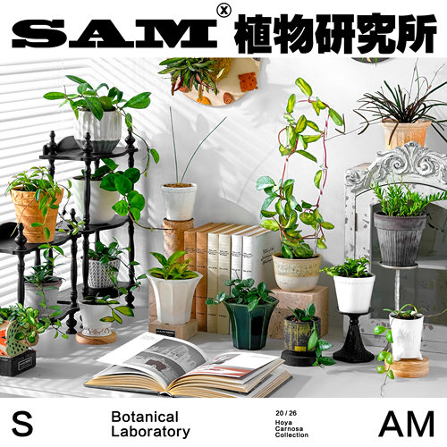球兰合辑一物一拍室内桌面耐阴好养垂吊植物家居阳台花园绿植盆栽