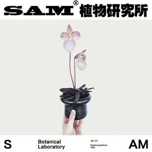 室内易养护花卉 INS绿植 玉女兰花 网红开花植物