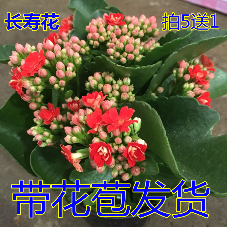 長壽花盆栽重瓣花苗帶花苞大花植物室內綠植四季開花長壽花卉老樁在類目 鮮花速遞/花卉仿真/綠植園藝, 花卉/綠植盆栽（新）, 花卉中 - 來自Buy2taobao.com提供專業的淘寶代購服務