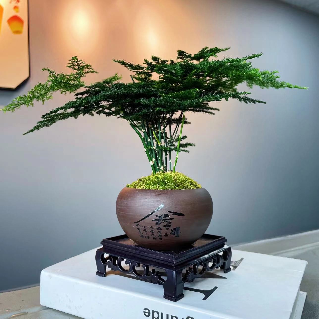 文竹盆栽植物室内花卉盆景客厅办公室桌面小绿植好养云竹四季常青
