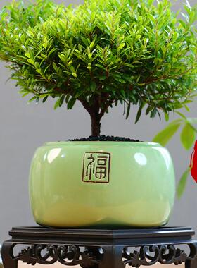 小叶赤楠老桩大盆+绿福盆+黑金砂+方底座