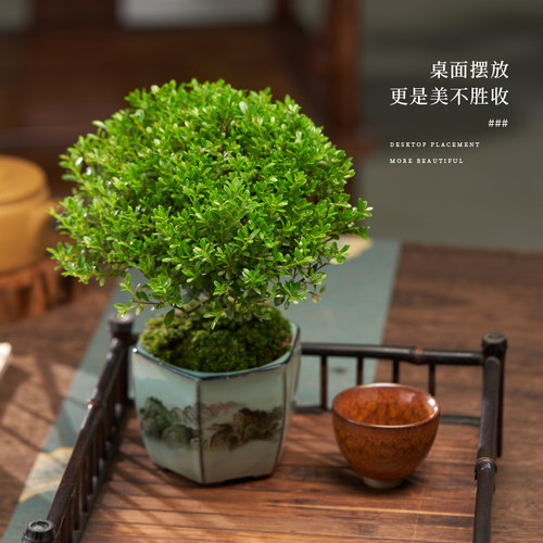 小叶赤楠盆栽办公室内阳台花卉苗