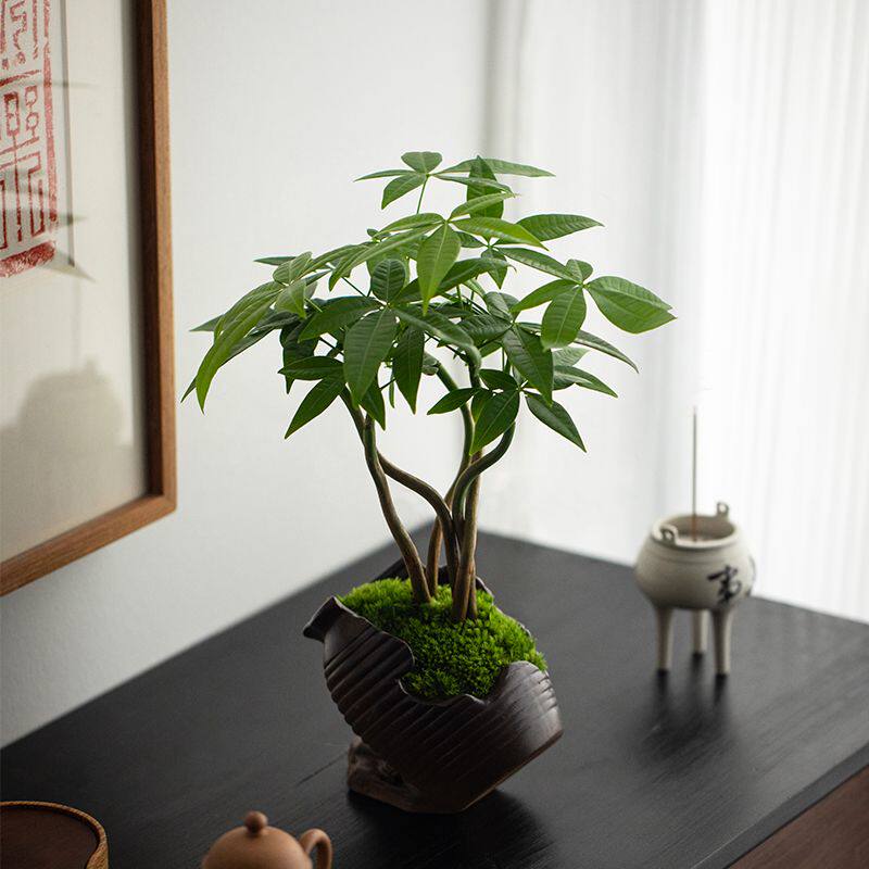 奇趣发财树造型艺术盆栽室内桌面花卉植物四季常青好养招财绿植苗
