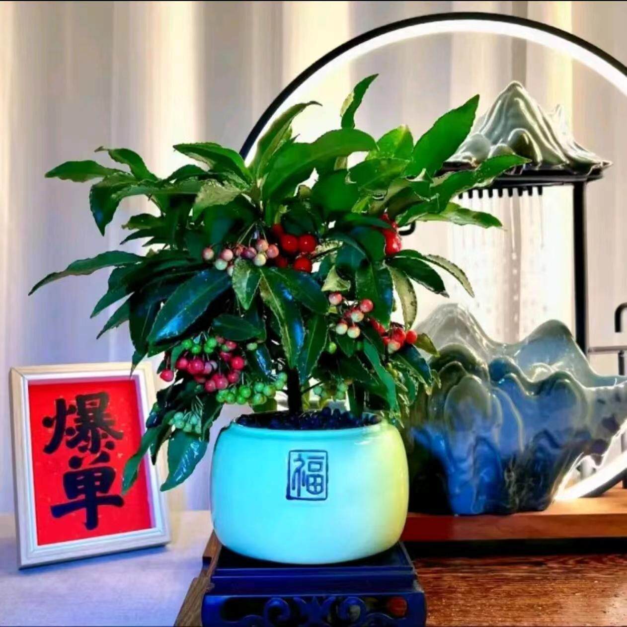 【带绿果发货富贵籽黄金万两金玉满堂客厅桌面室内盆景四季常青苗
