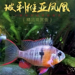 热带观赏鱼玻利维亚凤凰鱼圣塔伦月亮宝石短调科小型淡水鱼