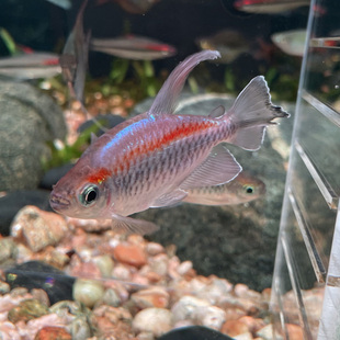 热带小型鱼好养活蓝美人苹果美人鱼刚果美人草缸南美缸活体包邮