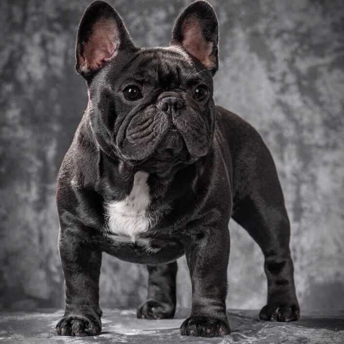 纯种赛级黑色黑虎斑色法国斗牛犬借配配种