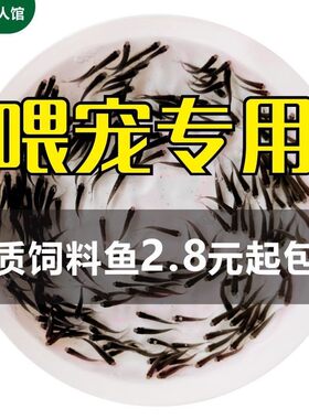 淡水养殖食用鲫鱼活体饲料