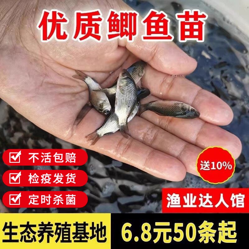 鲫鱼苗活体鱼苗大板鲫鱼苗养殖中科鲫鱼黄金鲫鱼苗淡水养殖图片