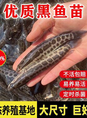 包邮包活不活包赔黑鱼鱼苗