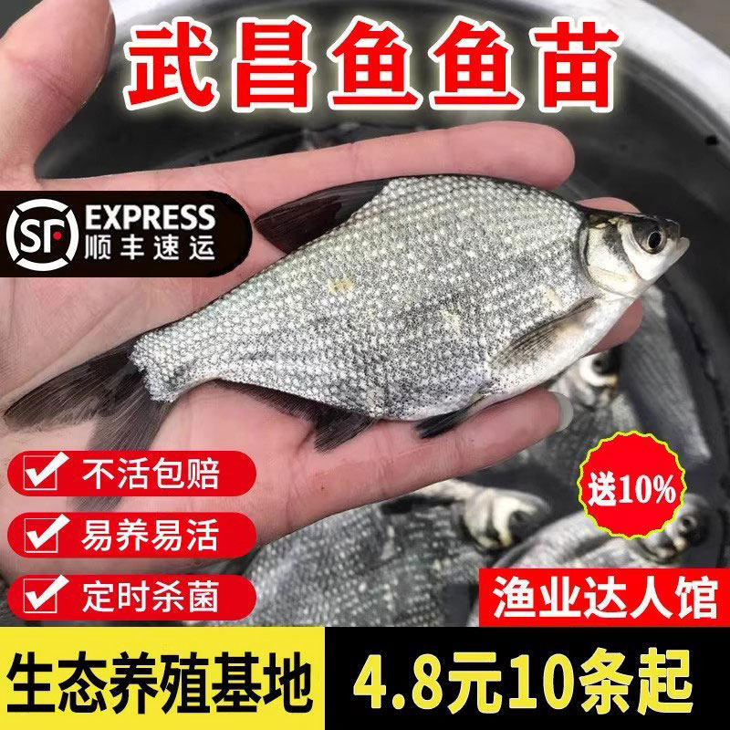 武昌鱼苗鳊鱼淡水鱼苗柳叶三角鲂苗团头鲂淡水养殖活体鳊小鱼食用