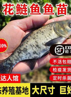 大花鲢鱼苗大头胖头鱼苗活体淡水养殖鲢鳙苗四大家鱼雄鱼活体包邮