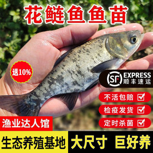 大花鲢鱼苗大头胖头鱼苗活体淡水养殖鲢鳙苗四大家鱼雄鱼活体包邮
