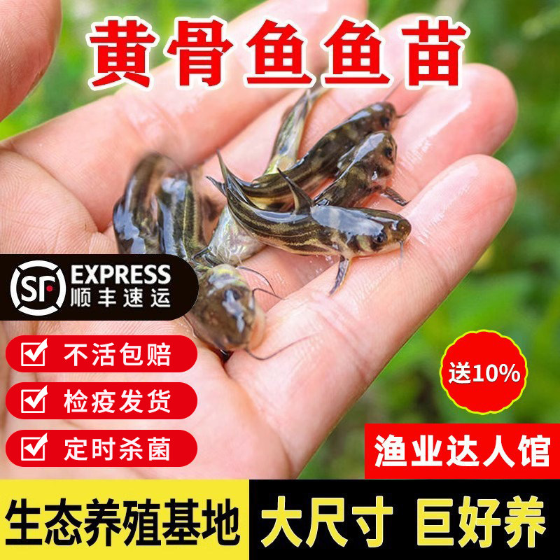 黄骨鱼苗黄颡鱼苗黄辣丁鱼图片