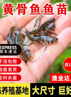 黄骨鱼苗黄颡鱼苗黄辣丁鱼