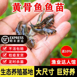 黄骨鱼苗黄颡鱼苗黄辣丁鱼昂刺鱼淡水养殖食用黄鸭叫丫头2025新苗