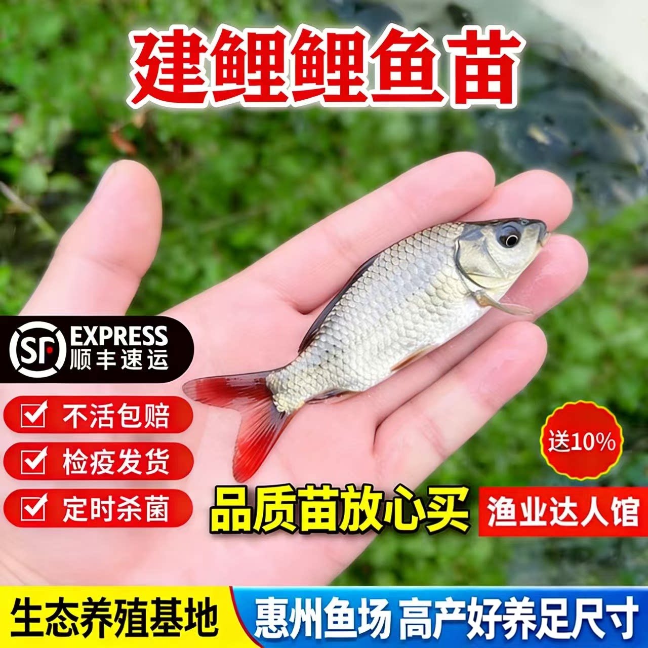 优质鲤鱼苗 淡水养殖黑鲤鱼鱼苗淡水鱼塘活体养殖包活包邮小鱼苗图片