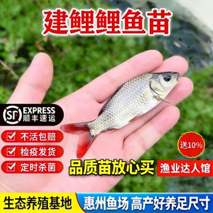 优质鲤鱼苗 淡水养殖黑鲤鱼鱼苗淡水鱼塘活体养殖包活包邮小鱼苗