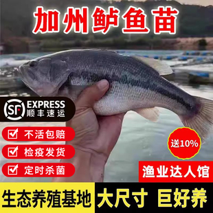 鲈鱼苗加州淡水养殖活鱼水花大口黑鲈凶猛路亚鲈鱼苗活体2025新苗