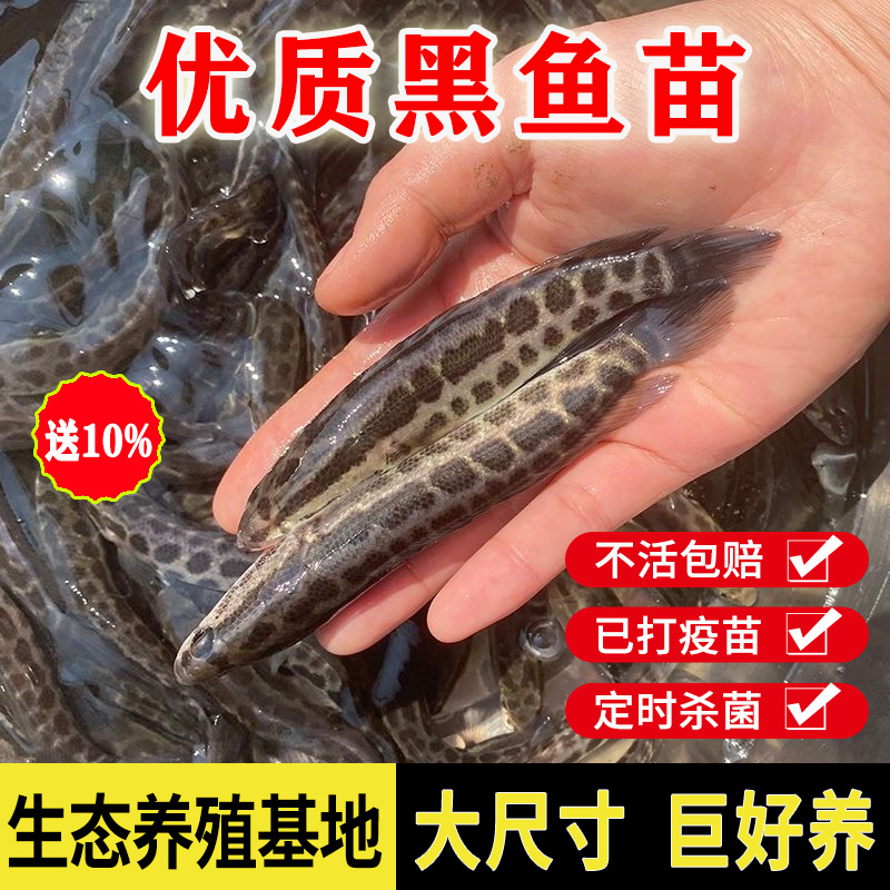 黑鱼苗淡水养殖活体食用好养观赏鱼凶猛冷水小鱼苗乌鱼苗小财鱼苗 宠物/宠物食品及用品 鱼 原图主图