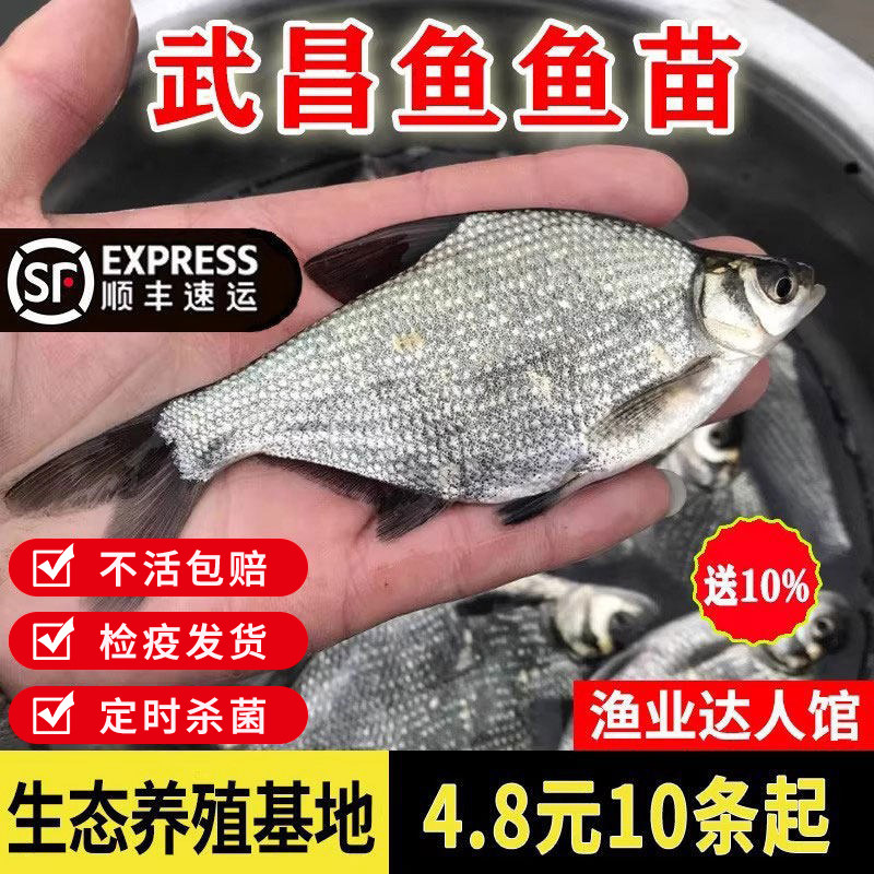 武昌鱼苗鳊鱼淡水鱼苗柳叶三角鲂苗团头鲂淡水养殖活体鳊小鱼食用图片