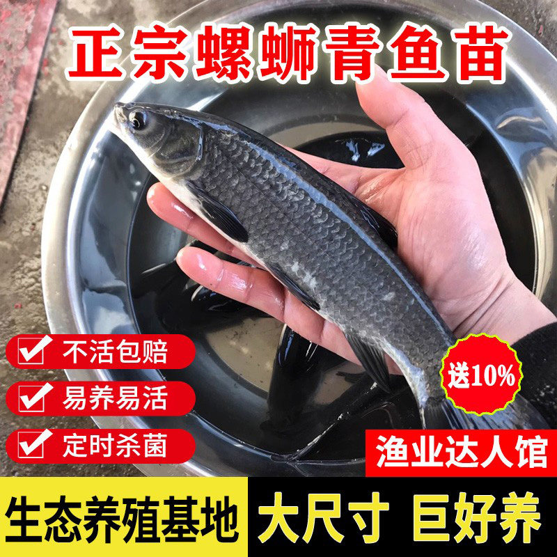 青鱼苗淡水养殖食用螺丝青黑皖鱼灰草鱼冷水观赏特大型螺蛳青鱼苗