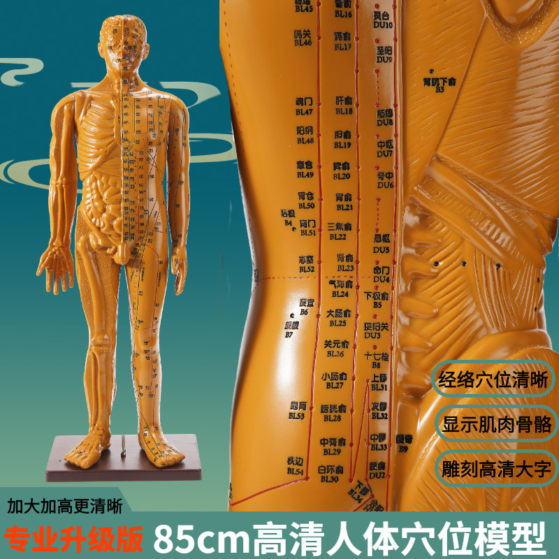 大号全身穴位人体模型高清大字