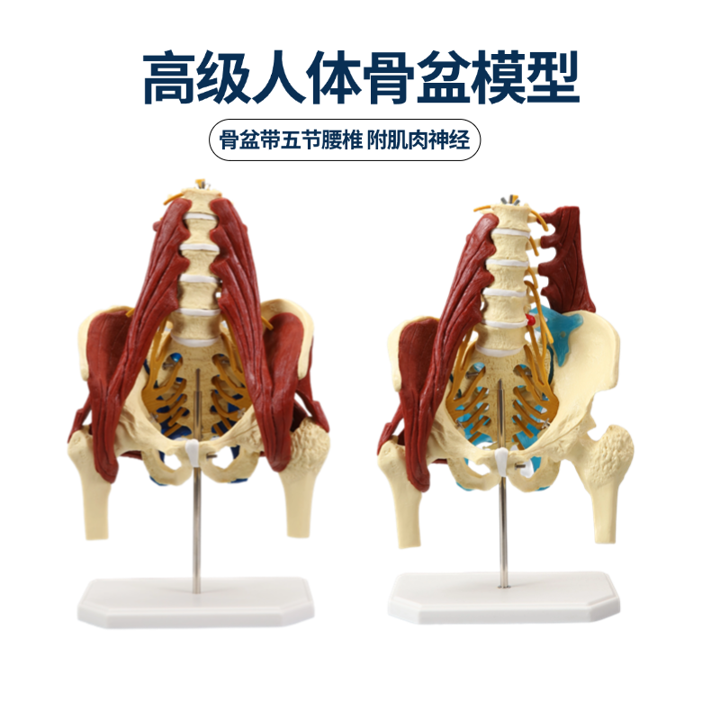 人体腰椎带肌肉模型 盆骨腰间盘突出 产妇盆底肌修复演示骶骨骨骼