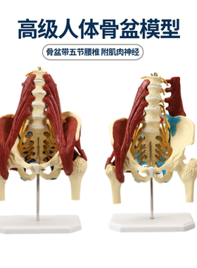 人体腰椎带肌肉模型 盆骨腰间盘突出 产妇盆底肌修复演示骶骨骨骼