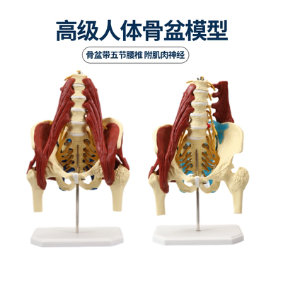 高级人体腰椎带肌肉模型