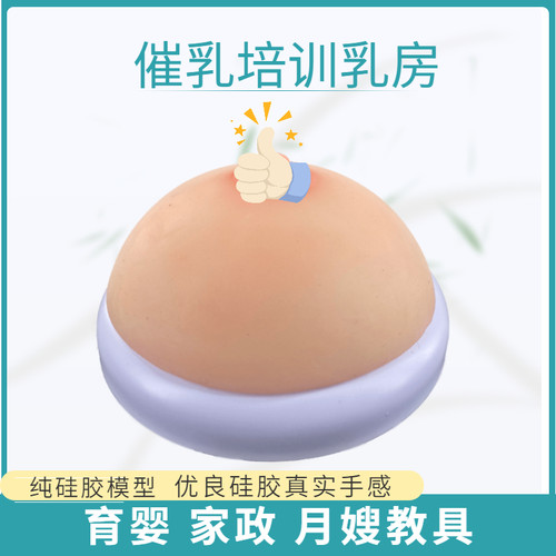 催乳培训教具乳房模型