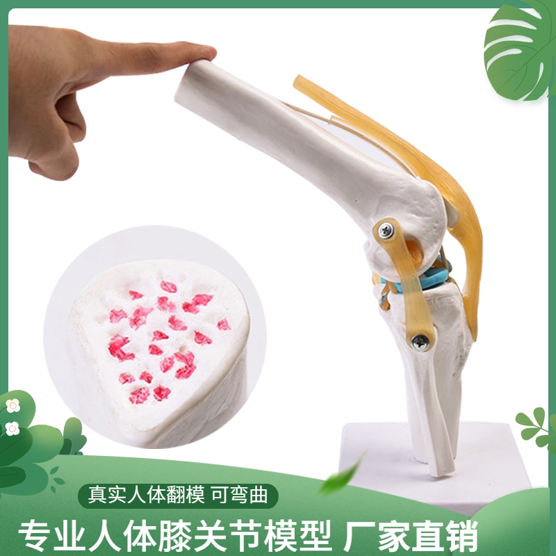 人体膝关节教学模型半月板交叉韧带可活动膝盖骨髌骨骨骼教学模型