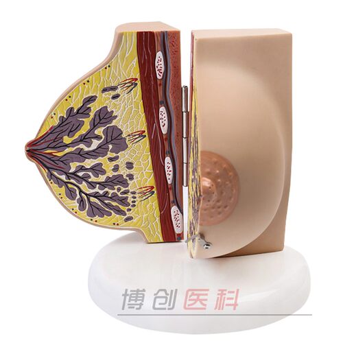 乳房模型胸模型胸部解剖模型静止期哺乳期女性乳房结构造教学医学