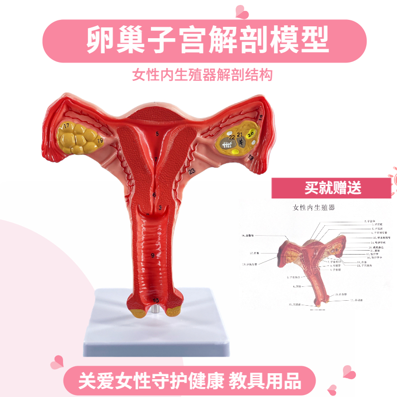 女性子宫模型 卵巢模型 女性阴道 女性内生殖器解剖模型 妇科培训 玩具/童车/益智/积木/模型 其他模型玩具 原图主图