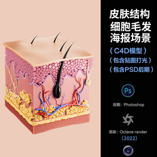 【1168-皮肤皮下组织细胞场景】c4d模型obj源文件OC三维渲染工程