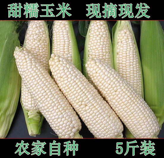 现摘白糯玉米包谷新鲜玉米棒包谷甜糯粘玉米非水果生玉米带皮5斤