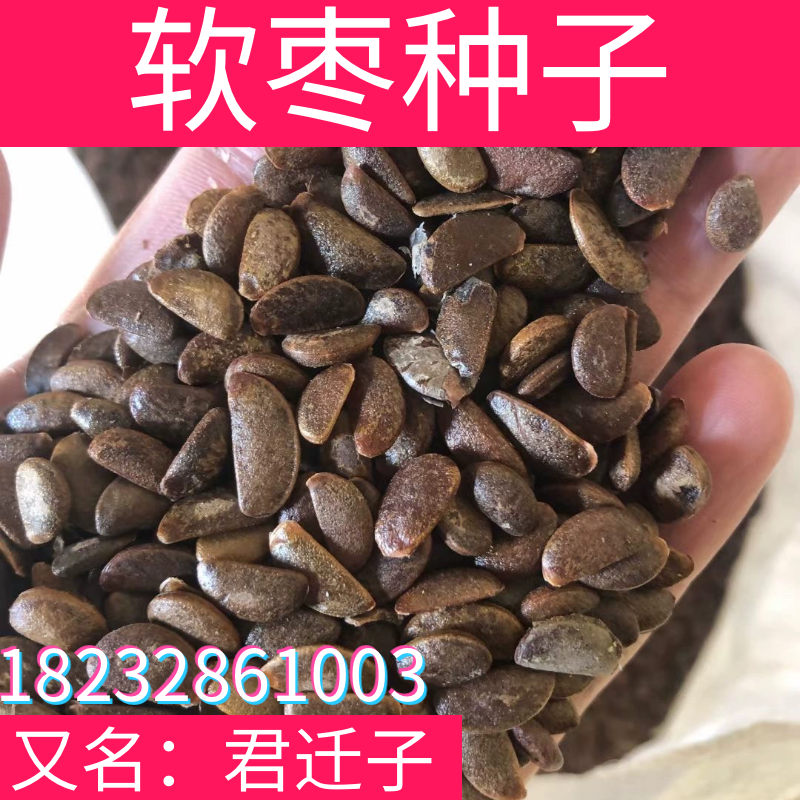 软枣种子新采软枣仁黑枣黑柿子树苗嫁接柿子树君迁子野柿子籽包邮