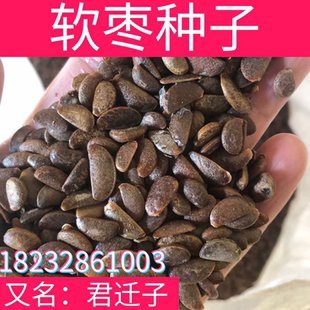 软枣种子新采软枣仁黑枣黑柿子树苗嫁接柿子树君迁子野柿子籽包邮