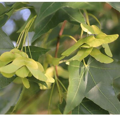 去翅元宝枫种子饱满度好  元宝枫种子可榨油炒食植物神经酸