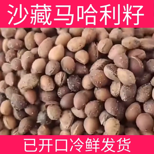 沙藏马哈利种子 大青叶 八棱海棠 杜梨毛樱桃  嫁接品种齐全