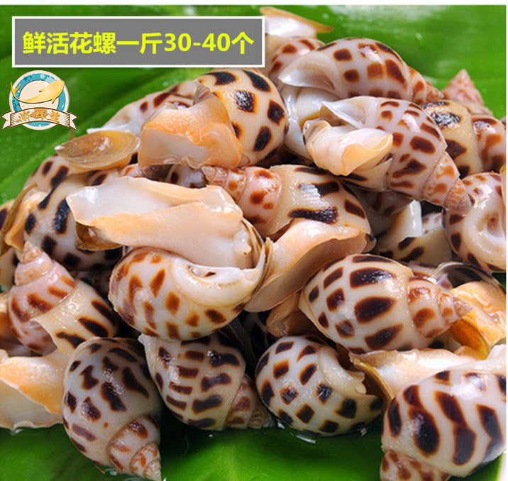 渝鲜生 生猛海鲜  鲜活花螺 东风螺