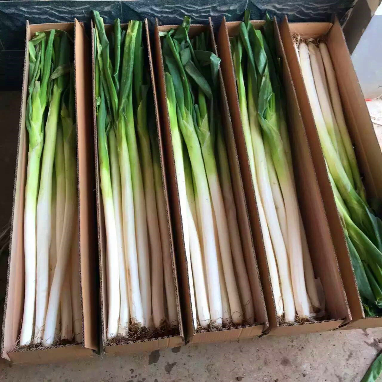 山东特产章丘大葱甜葱蘸酱生吃