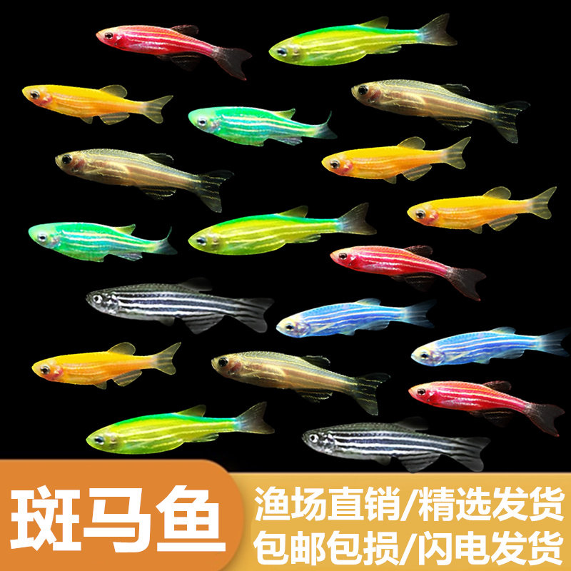灯科鱼斑马鱼活体冷淡水新练手好养天使鱼小型热带观赏鱼金丝鱼