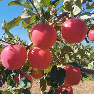 平凉金果灵台红富士苹果新鲜水果包邮
