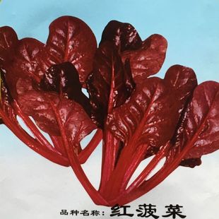 特色红菠菜四季 播种耐寒耐热高产蔬菜种子紫菠菜大叶小叶菠菜种籽