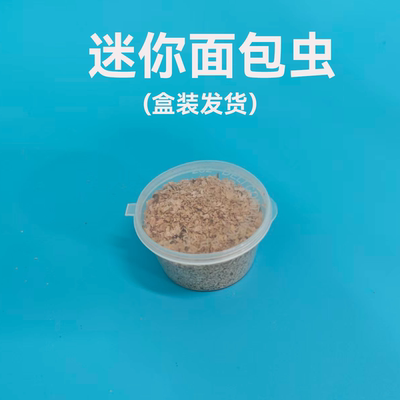 面包虫活体黄粉虫幼虫卵跳蛛