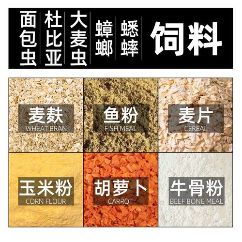 面包虫食物蟋蟀蛐蛐杜比亚