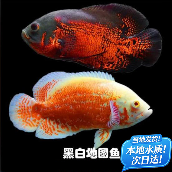 地图鱼发财鱼黑白地图鱼龙鱼配鱼淡水鱼热带鱼中大型招财热带鱼