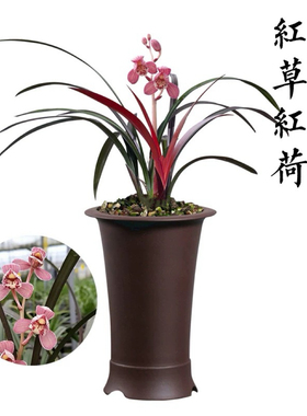 【红草红荷】兰花界网红草 红花红芽 开红色正格荷瓣