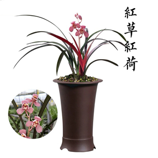 【红草红荷】兰花界网红草 红花红芽 开红色正格荷瓣